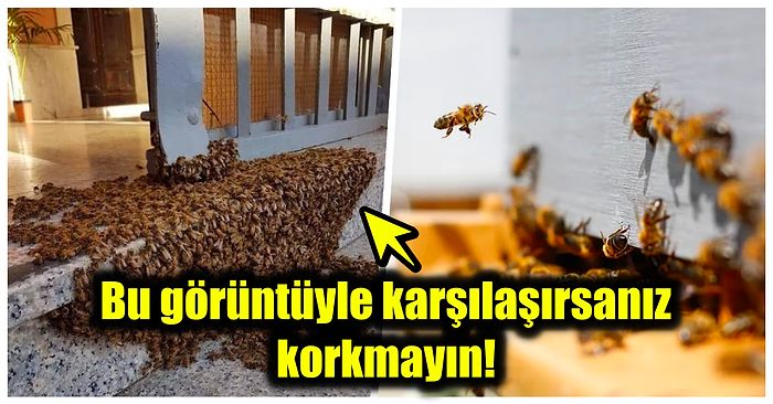 Evinizin Bahçesinde Büyük Bir Arı Sürüsü Sürpriziyle Karşı Karşıya Kaldığınızda Neler Yapmalısınız?