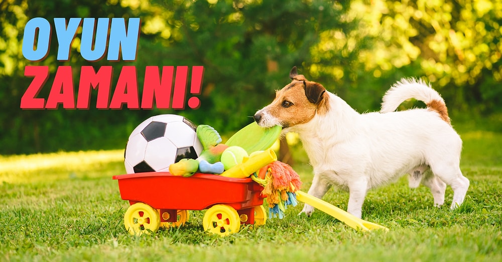 Hak Ettiği Değeri Verin! Patili Dostunuzu Özel Kılacak En İyi Köpek Oyuncakları