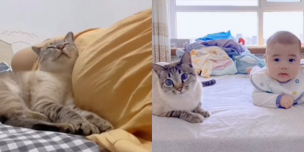 Hamile İnsan Dostunun Karnında Yatan Kediciğin, Sonunda Bebek ile Kavuştuğu Tatlı Anlar İçinizi Isıtacak