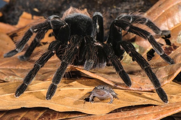 1. Bazı tarantulalar küçük kurbağaları evcil hayvan olarak beslerler.