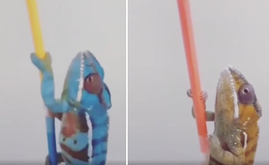 Şahan Gökbakar, 'Ülkemizde Bir Grup Basın' Diyerek 'Fake' Kaleme Göre Renk Değiştiren Bukalemun Paylaştı