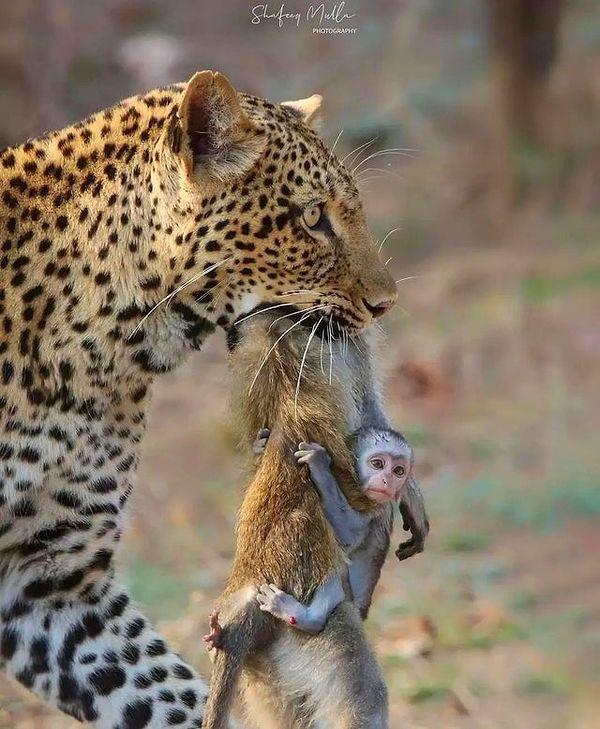 1. Bebeği hala kendisine tutunan bir maymun leşini yemek üzere evine götüren ürkütücü bir leopar: