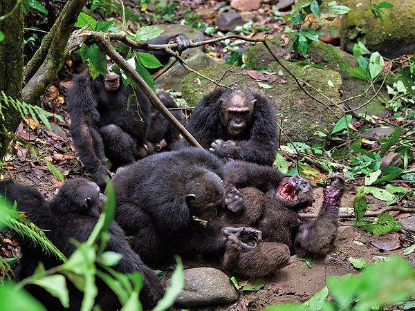 2. Tanzanya, Tanganyika Gölü'nde alfa bir erkek şempanze olan Pimu, kendinden güçsüz bir şempanzeyi döverek öldürüyor...