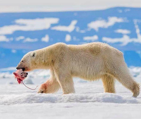 8. Kutup ayıları düşündüğünüz kadar sempatik canlılar olmayabilirler.