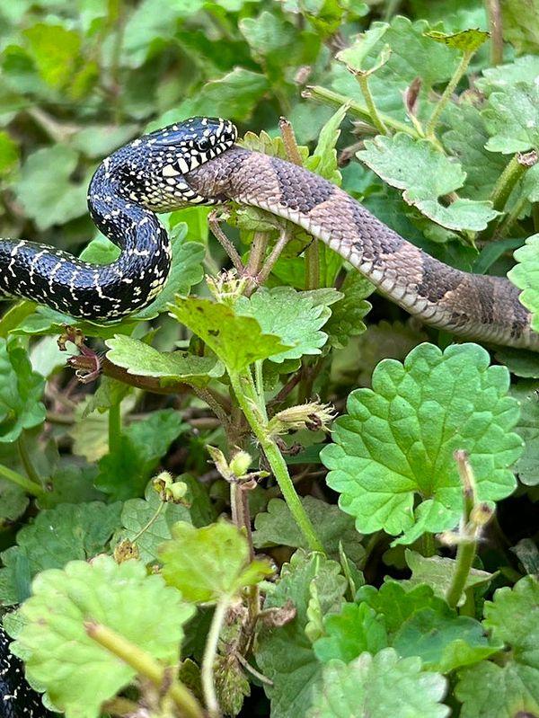 13. Kendi türünden bir yılanı gözünü bile kırpmadan yiyen başka bir yılan: