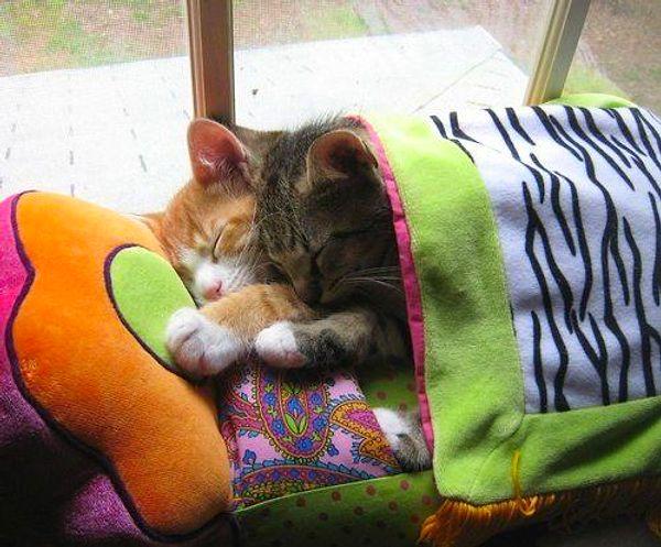 Bazen kedilere bulaşan bazı virüsler uyku yapar. Siz farkında olmasanız bile kediniz hasta olduğu için bu davranışı yapıyor olabilir.