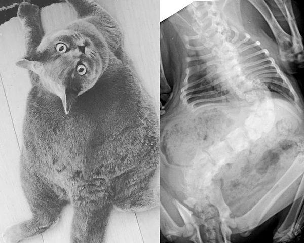 Böyle bir durumda kedinize mutlaka röntgen çekilmesi gerekir. Ancak iş ameliyata kadar gidebilir.
