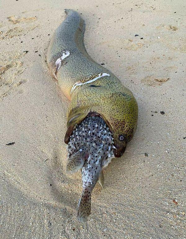 7. Bu yılan balığı kirpi balığını yutmaya çalıştı.