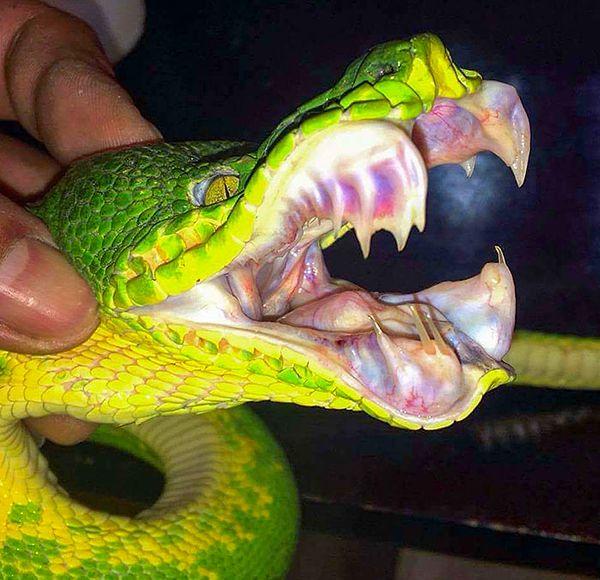 17. Zümrüt boa yılanının ağzı