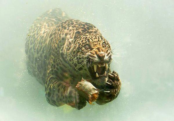 1. Çarpıcı bir jaguar fotoğrafı...