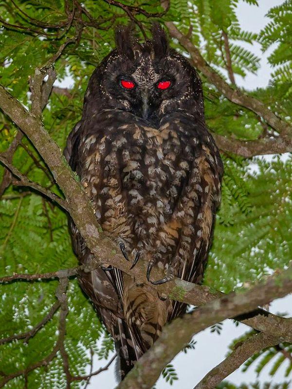 21. Stygian baykuşu gözlerinin kırmızı yansımasıyla bilinir ve genellikle şeytanla ilişkilendirilir.