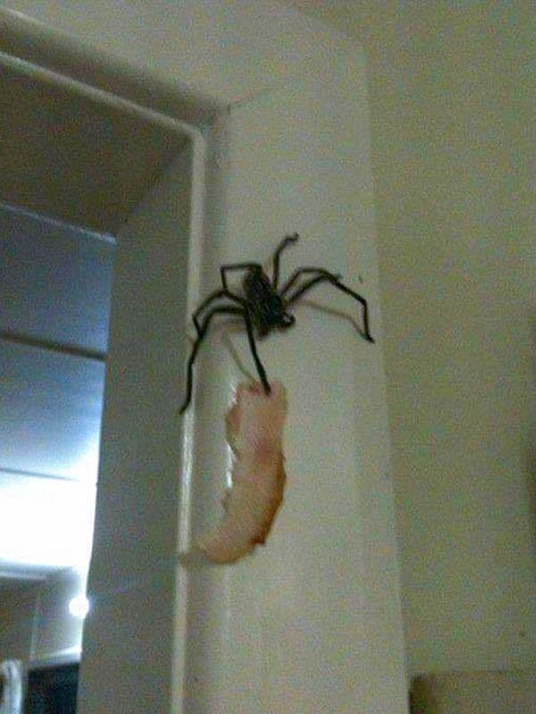 14. Tabağınızdan pastırmanızı çalan bir örümcek...
