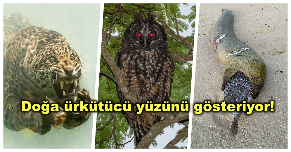 Doğanın Cehennem Kadar Korkunç Yüzünü Gösteren Birbirinden Ürkütücü 26 Fotoğraf