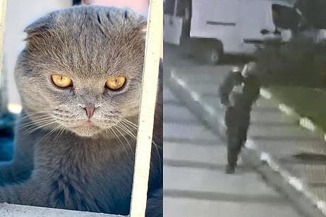 Esenyurt'ta Arandığını Duyan Hırsız Çaldığı Kediyi Taksiyle Geri Gönderdi