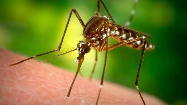 Sivrisinekler aslında sandığımız kadar masum değil. Sadece vızıldayarak veya kanımızı emerek canımızı sıkmıyor.