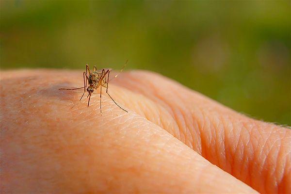 Genel olarak, bu heyecan verici ortak araştırma, yeni kovucuların geliştirilmesine yardımcı olabilir ve sivrisinek ısırıklarından çok daha etkili bir şekilde korunabiliriz.