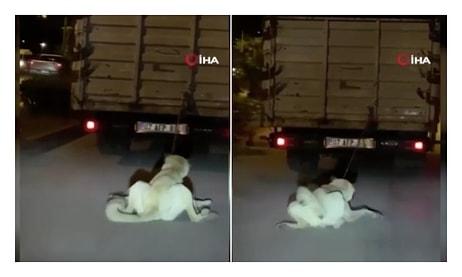 Kamyonun Arkasına Köpek Bağlayıp Sürükleyen Vicdansız Sürücü İçin Polis Harekete Geçti