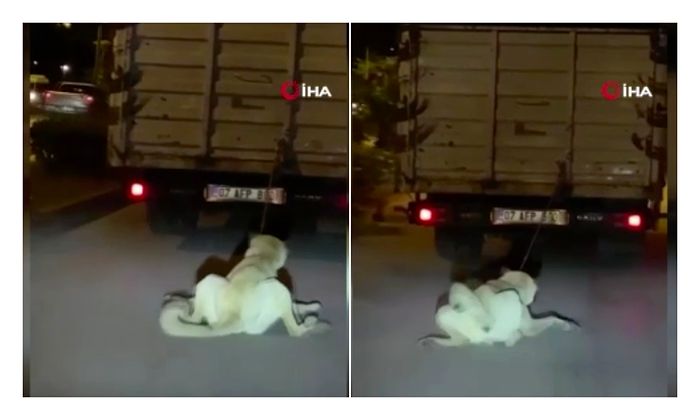 Kamyonun Arkasına Köpek Bağlayıp Sürükleyen Vicdansız Sürücü İçin Polis Harekete Geçti