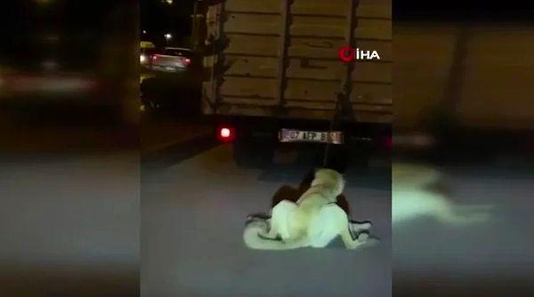14. Antalya'da bir kamyon sürücüsü, köpeği kamyonunun arkasına bağlayarak kilometrelerce sürükledi.