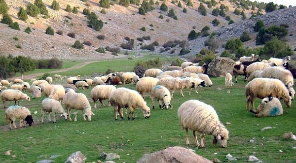 "Geçen sene yem fiyatları bin 200 lirayken, arpa bu yıl 5 bin 500 lira oldu"