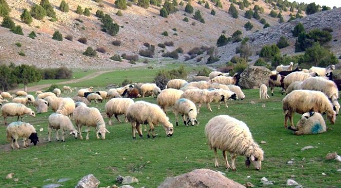 Yem Fiyatları Artınca Yayladan İnemiyorlar: 'Türkiye'de Hayvancılık Battı'