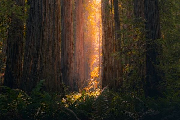 9. Jedediah Smith Redwoods Eyalet Parkı - Kaliforniya: