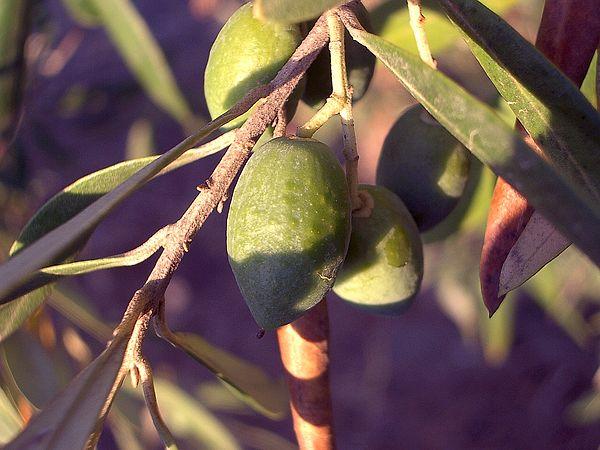 Aydın Yamalak Sarısı Zeytini. Aydın'ın Kuyucak ilçesi Yamalak beldesinde üretilen bu zeytin türü sofralık bir yeşil zeytindir. 2021 yılında coğrafi tescilini de almıştır.