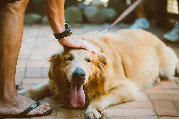 Günde bir beslenme sıklığı, bazı bölgelerde köpekler için daha iyi sonuçlarla bağlantılıyken, diğer alanlarda bu çok net değildi.