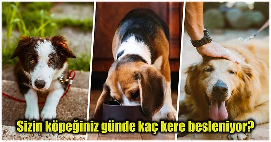 Patili Can Dostlarımız Olan Köpeklerin Ne Sıklıkla Beslenmesi Gerektiğini Biliyor muydunuz?