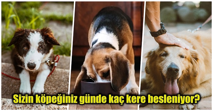 Patili Can Dostlarımız Olan Köpeklerin Ne Sıklıkla Beslenmesi Gerektiğini Biliyor muydunuz?