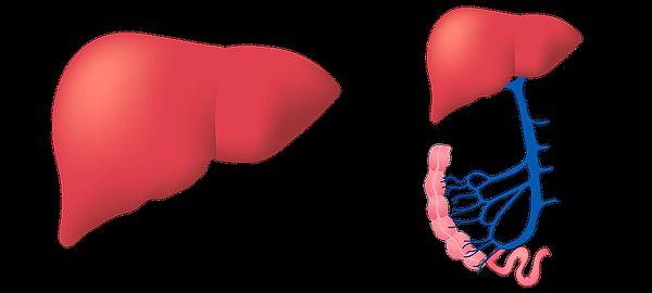 7. Vücudumuzun tüm yükünü taşıyan o hayati organ: Karaciğer!