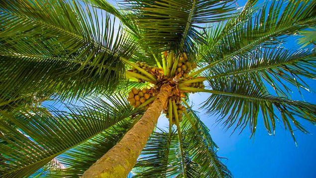 3. Hangi meyve ağacı palmiyegiller ailesinde yer alır?