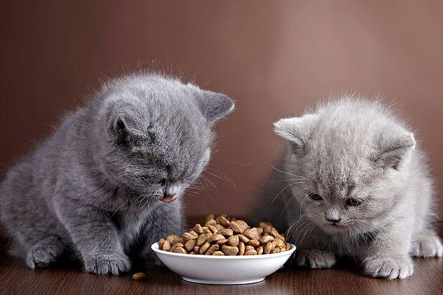 14. Kediler hangi tadı algılayamazlar?