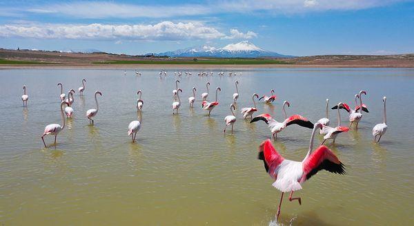 Tuz Gölü'ne her yıl olduğu gibi bu sene de göç eden flamingolardan bazıları, yolculuk sırasında Mamasın Barajı’nda mola verdi.