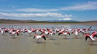 Tuz Gölü'ne Göç Eden Flamingoların Renkli Yolculuğu