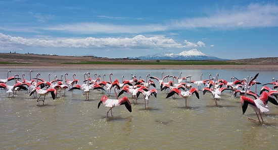 Tuz Gölü'ne Göç Eden Flamingoların Renkli Yolculuğu