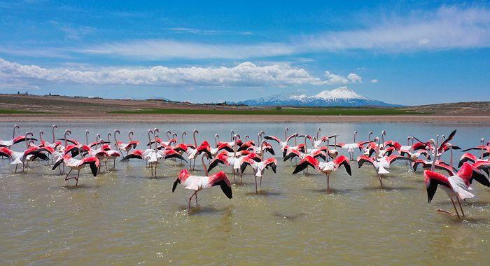 Tuz Gölü'ne Göç Eden Flamingoların Renkli Yolculuğu