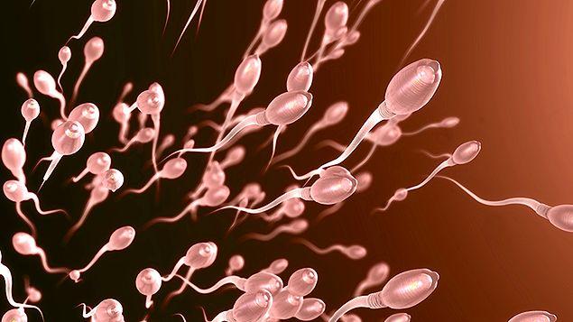 2017 yılında yapılan çalışmaya göre, 1973'ten 2011 yılına kadar erkeklerin sperm sayıları yüzde 59 oranında azaldı.