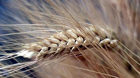 Bakanlıktan 'Buğday İthalatı' İddiasına Yalanlama