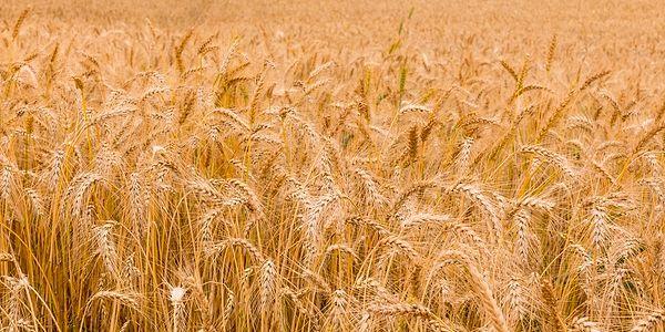 Dünyada buğday piyasalarında önemli bir rolü olan Rusya ve Ukrayna'nın savaşması, Ukrayna'dan buğday ihracatının durma noktasına gelmesine dolayısıyla arzın olumsuz etkilenmesine, fiyatlarda da yükselişin sürmesine sebep oldu.