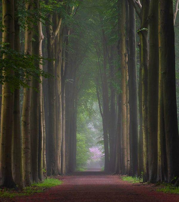 16. Belçika'daki orman ve sisin ahengi...
