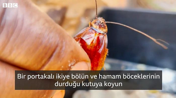 Tanzanya'da Düşük Maliyetle Hamamböceği Yetiştirip Çin'e Satan Adam: 'İlk Başta İnsanlar Delirdiğimi Sandı'