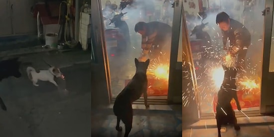 Fişek Maytabını İnsan Dostlarının Bulunduğu Kapalı Alana Sokan Köpeğin Yürekleri Ağızlara Getirdiği Anlar