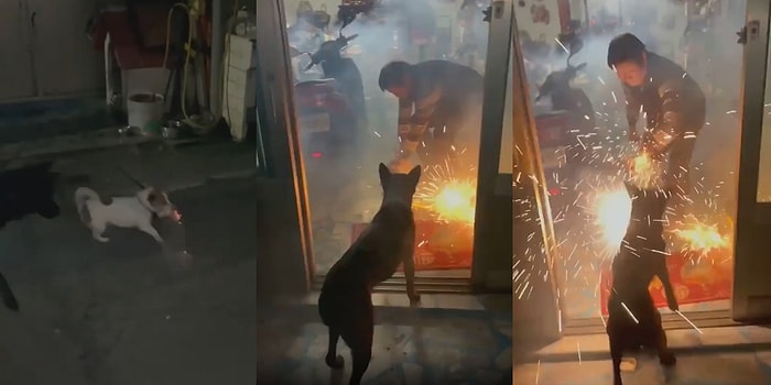 Fişek Maytabını İnsan Dostlarının Bulunduğu Kapalı Alana Sokan Köpeğin Yürekleri Ağızlara Getirdiği Anlar