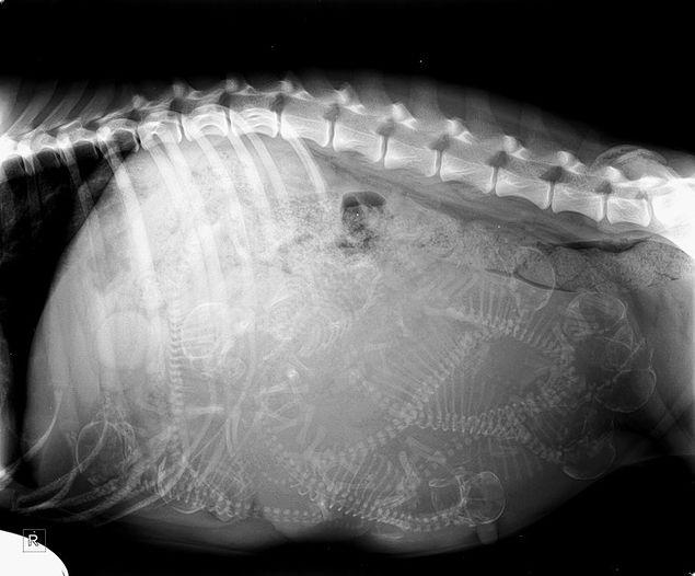 7. "Kız kardeşimin hamile köpeğinin bir röntgeni”