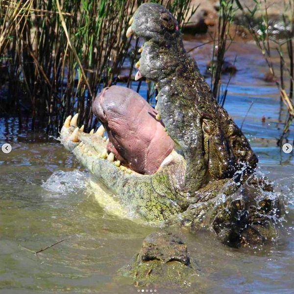 1. Bir su aygırını vahşice yiyen ürkütücü nehir timsahı:
