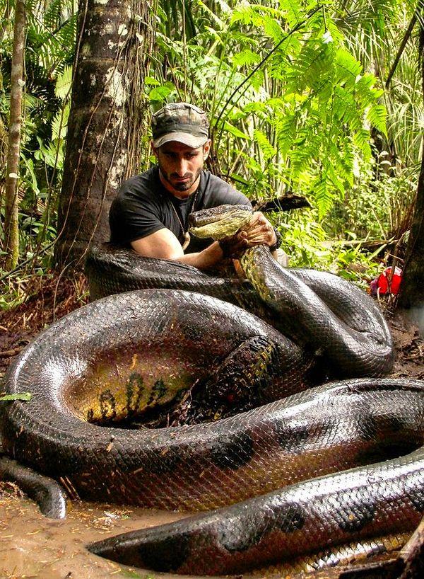 11. Dünyanın en ağır yılanlarından biri olan yeşil anakonda: