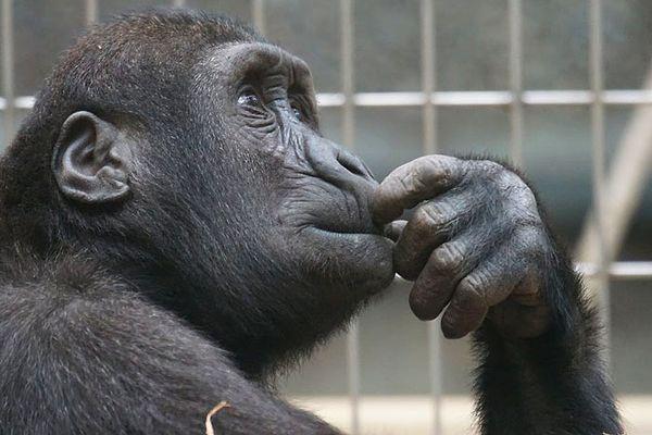13. Şempanzeler öldürmek için saldırmazlar. Bunun yerine cinsel organı, yüzü ve parmakları hedef alırlar ve karşı tarafı canlı bırakırlar.
