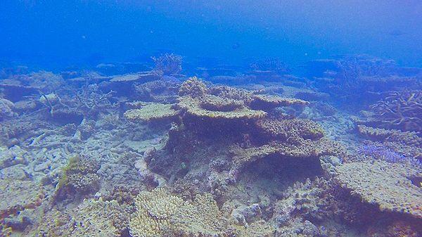 3. Avustralya'daki Mercan Resifleri