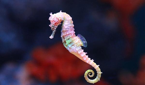 6. Doğanın en mucizevi hayvanlarından olan denizatı hangi takımın simgesidir sence?